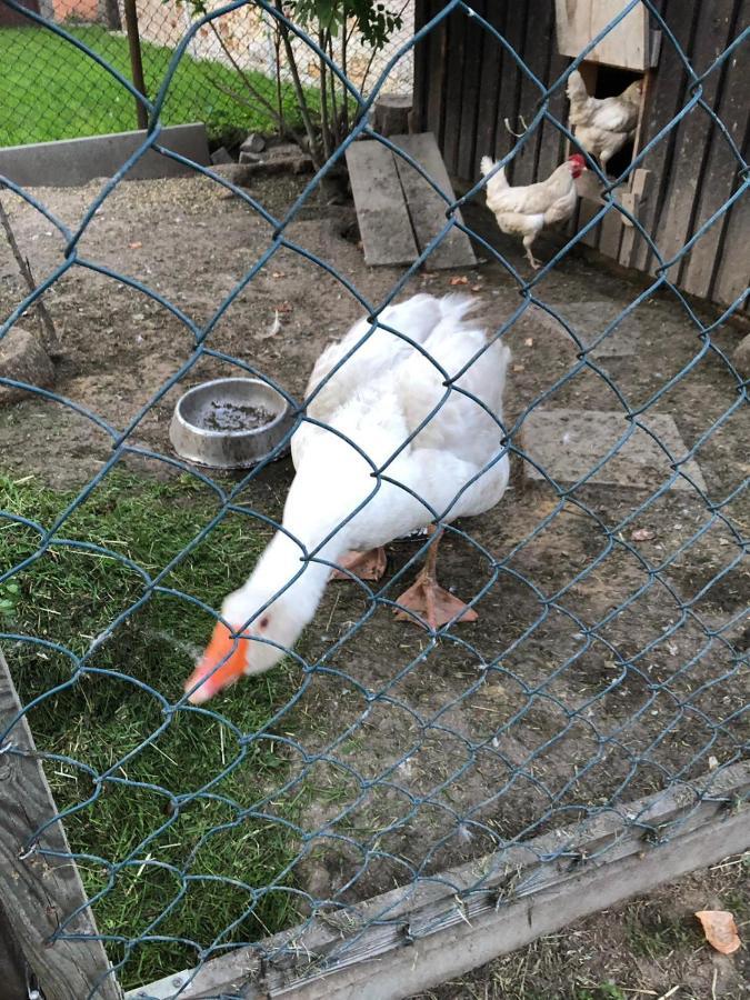 Ferienwohnung Gans Auguste Dohna Ngoại thất bức ảnh